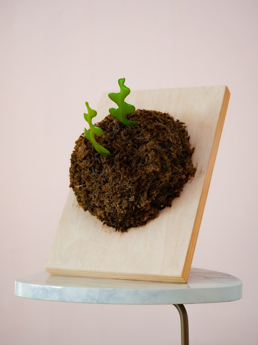 Fishbone Cactus — Pine Slab Mount 2